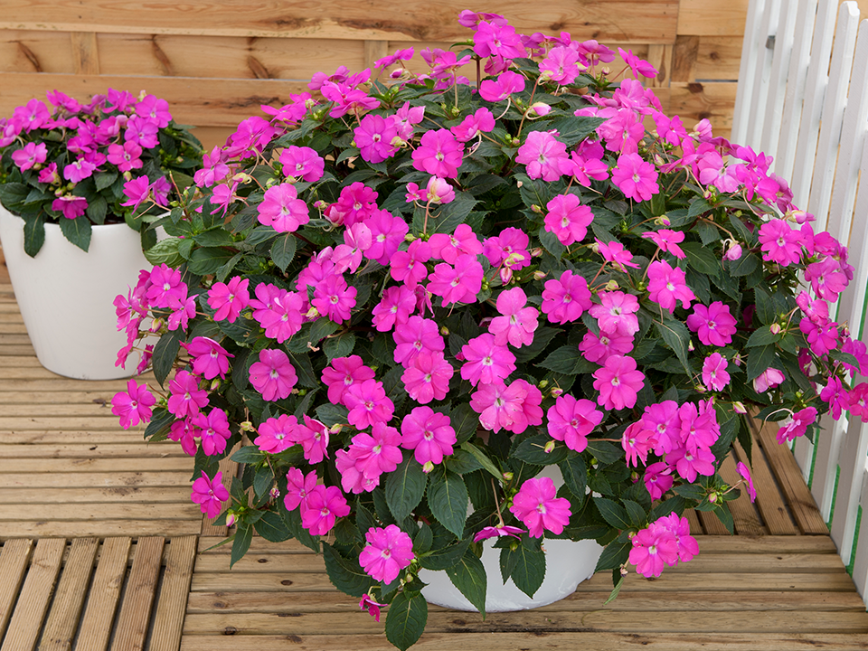 SunPatiens BioPlugs