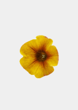 Caramel Yellow