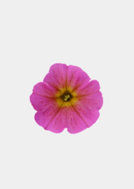 Sunray Pink