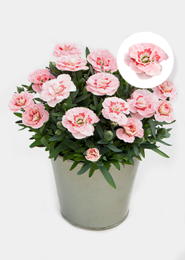 Pink Star