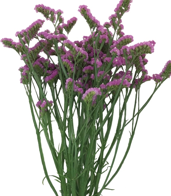 Orizon Pink
