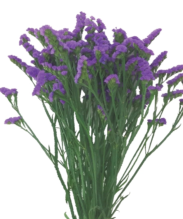 Orizon Violet