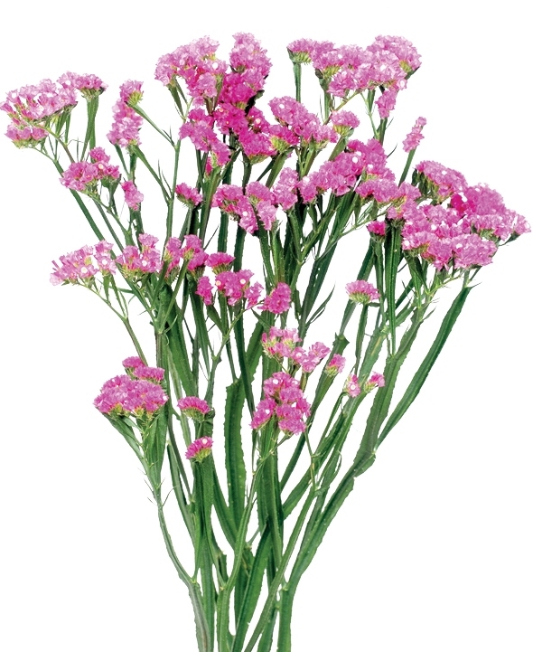 Eternal Pink