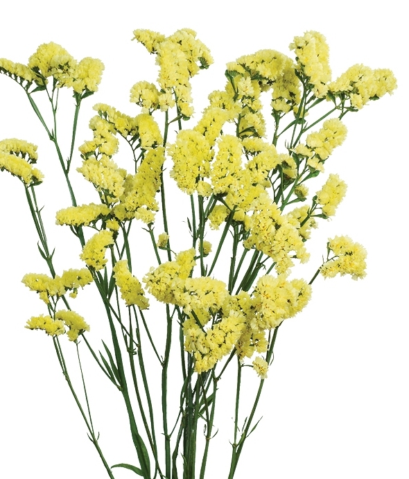 Max Yellow