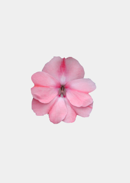 Blush Pink
