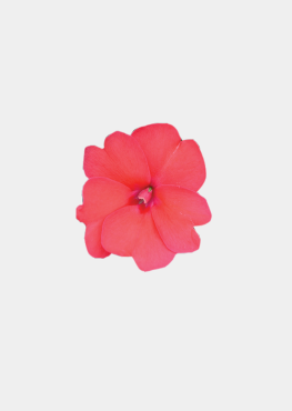 Deep Rose