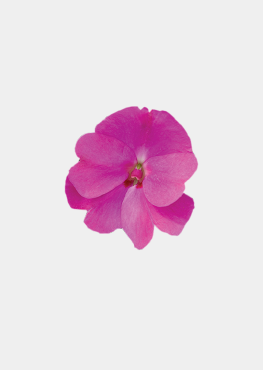 Lavander Splesh