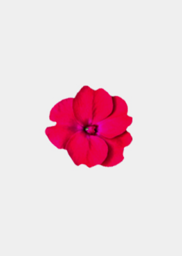 Magenta Imp