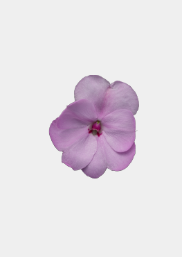 Orchid Blue