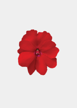 Oscar Red