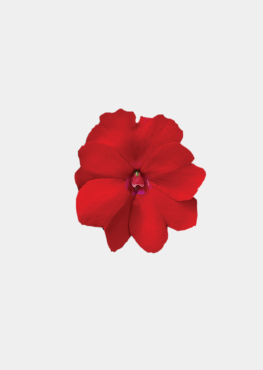 Vigorous Red