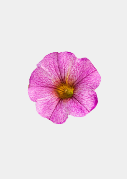 Artist Rose