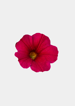 Cherry Improved