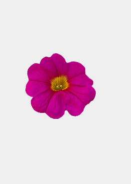 Neon Rose