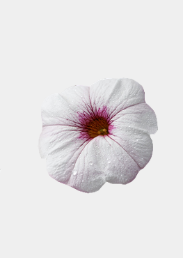 Snowberry White